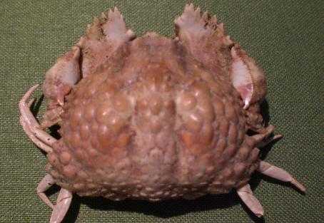 calappa capellonis T.F.C. dorsal view B1.bmp - other taxa T.F. Coll. female 47x37 mm